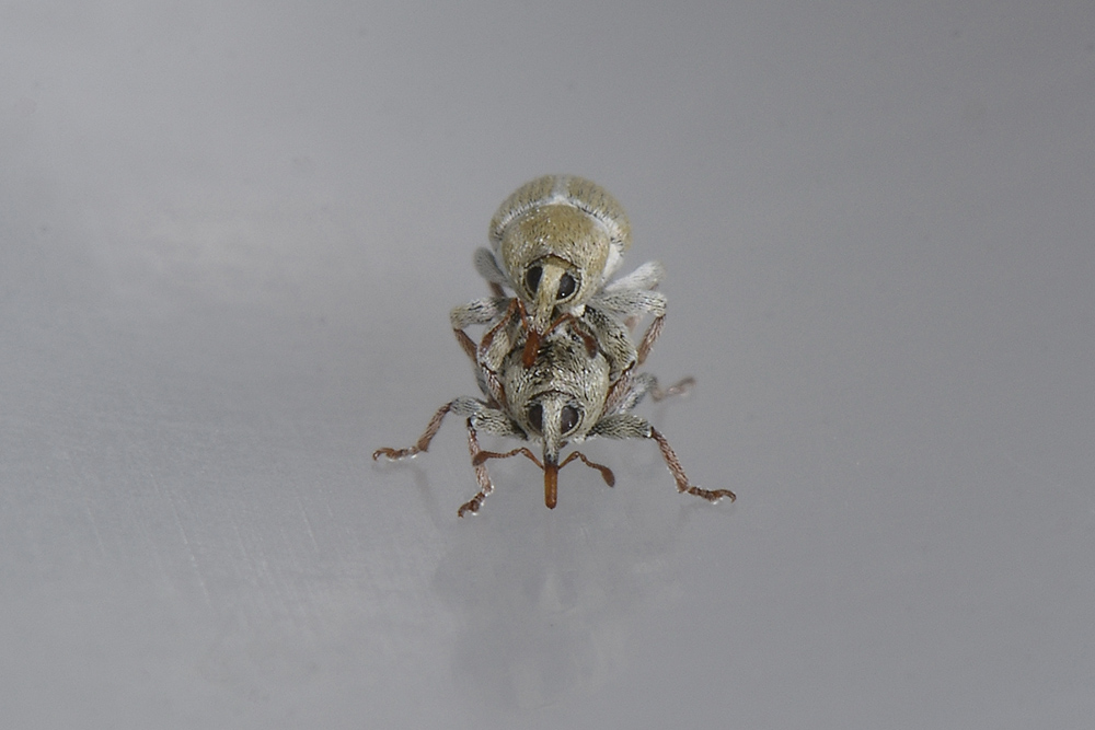 Tychius ma quale? - Tychius meliloti